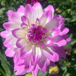 Mikayla Miranda Dahlia - Dynomite Farm - Santa Cruz, California