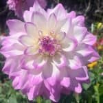 Mikayla Miranda Dahlia - Dynomite Farm - Santa Cruz, California