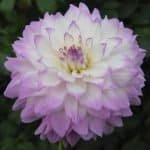 Mikayla Miranda Dahlia - Dynomite Farm - Santa Cruz, California