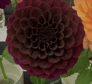 Ty Royal Dahlia - Dynomite Farm - Santa Cruz, California