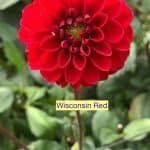 Wisconsin Red Dahlia - Dynomite Farm - Santa Cruz, California