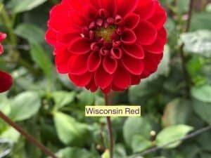 Wisconsin Red Dahlia - Dynomite Farm - Santa Cruz, California