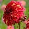 Bohemian Spartacus Dahlia - Dynomite Farm - Santa Cruz, California