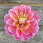 Gabbie's Wish Dahlia - Dynomite Farm - Santa Cruz, California