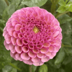 Koko Puff Dahlia - Dynomite Farm - Santa Cruz, California