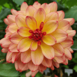Mai Thai Dahlia - Dynomite Farm - Santa Cruz, California