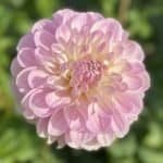 Marionberry Milkshake Dahlia - Dynomite Farm - Santa Cruz, California