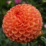 Ms Kennedy Dahlia - Dynomite Farm - Santa Cruz, California