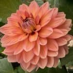 Nicholas 3003 Dahlia - Dynomite Farm - Santa Cruz, California