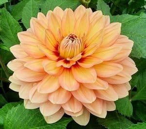 Nicholas 3003 Dahlia - Dynomite Farm - Santa Cruz, California