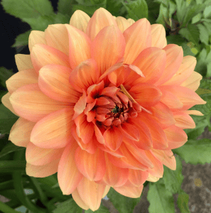 Nicholas 3003 Dahlia - Dynomite Farm - Santa Cruz, California