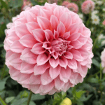 Peaches and Cream Dahlia - Dynomite Farm - Santa Cruz, California