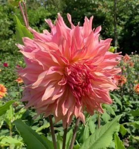 Penhill Watermelon Dahlia - Dynomite Farm - Santa Cruz, California