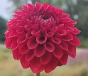 Sheval Megan Dahlia - Dynomite Farm - Santa Cruz, California