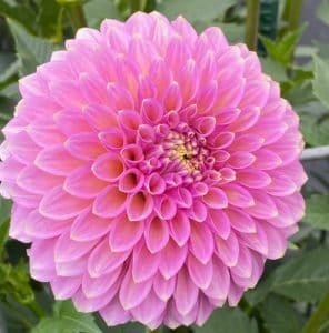 Skipley Spot of Gold Dahlia - Dynomite Farm - Santa Cruz, California