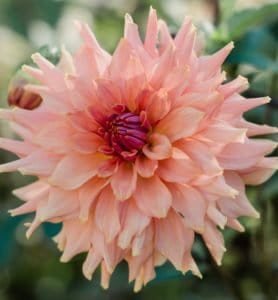 Terracotta Dahlia - Dynomite Farm - Santa Cruz, California