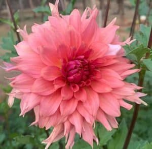 Terracotta Dahlia - Dynomite Farm - Santa Cruz, California