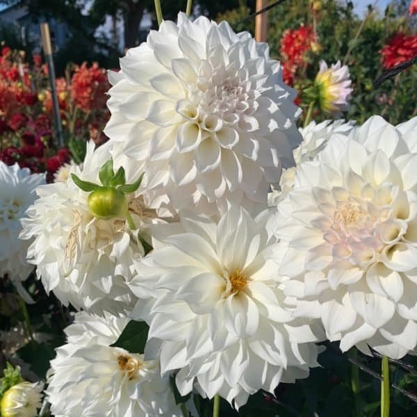 U-Cut Flowers - Dynomite Farm - Santa Cruz, California