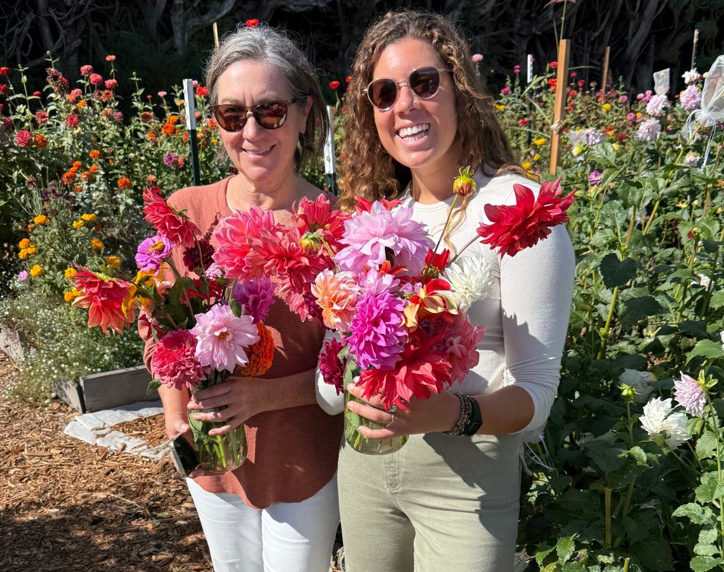 Dynomite Farm dahlia rows in bloom