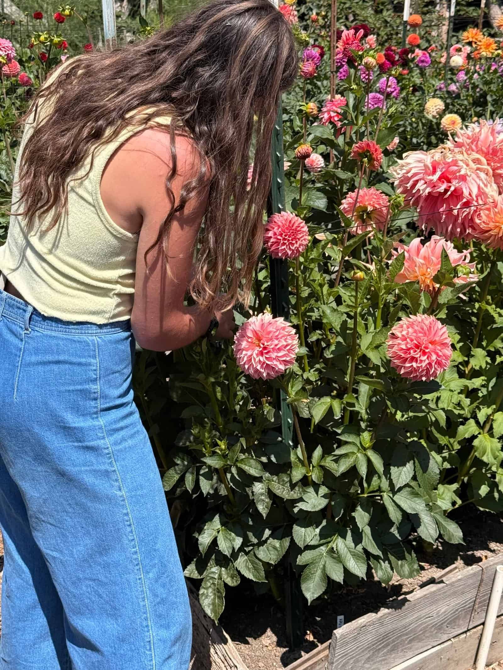 Dynomite Farm flowers in a vase