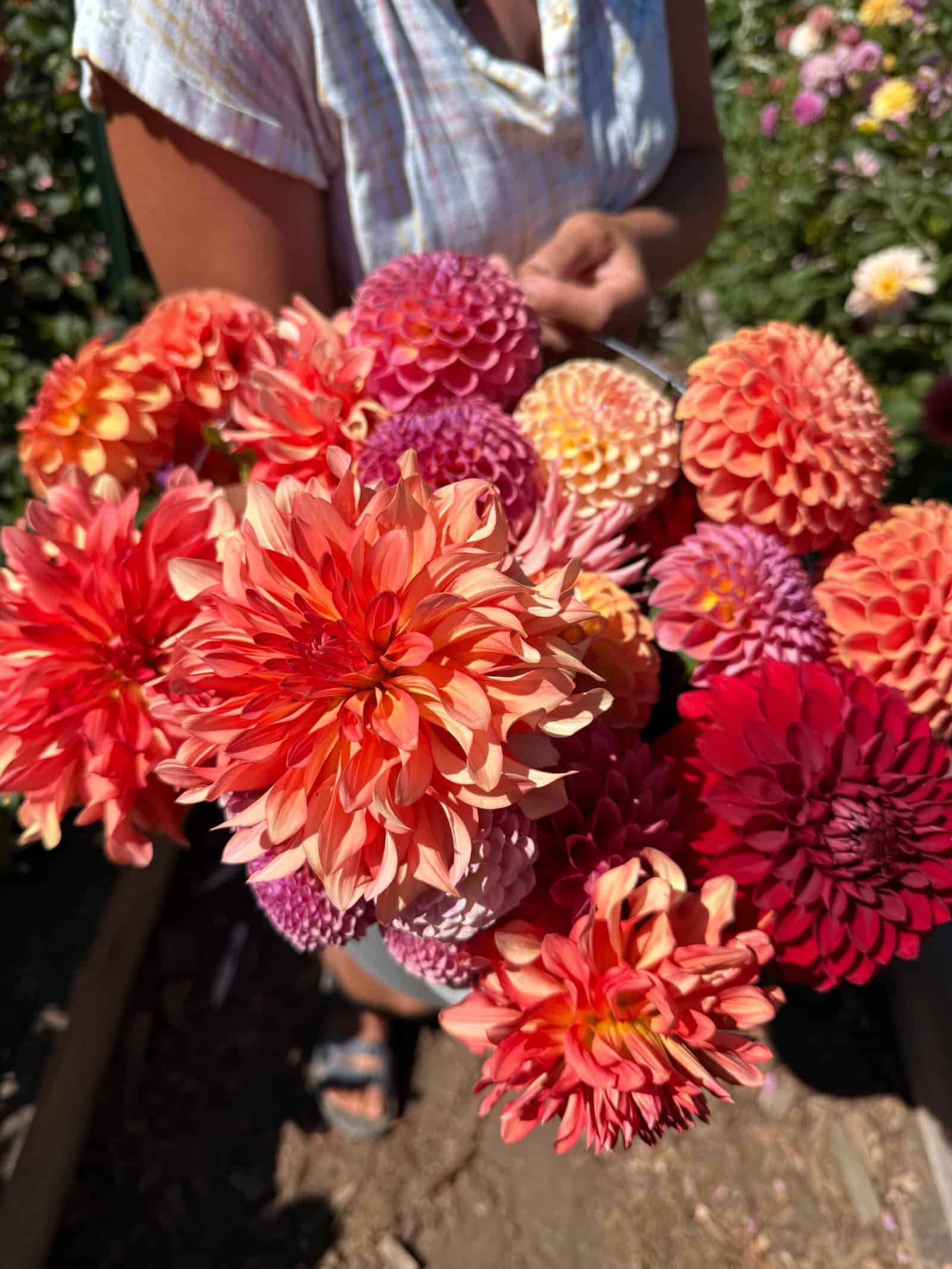 Dynomite Farm dahlia rows in bloom