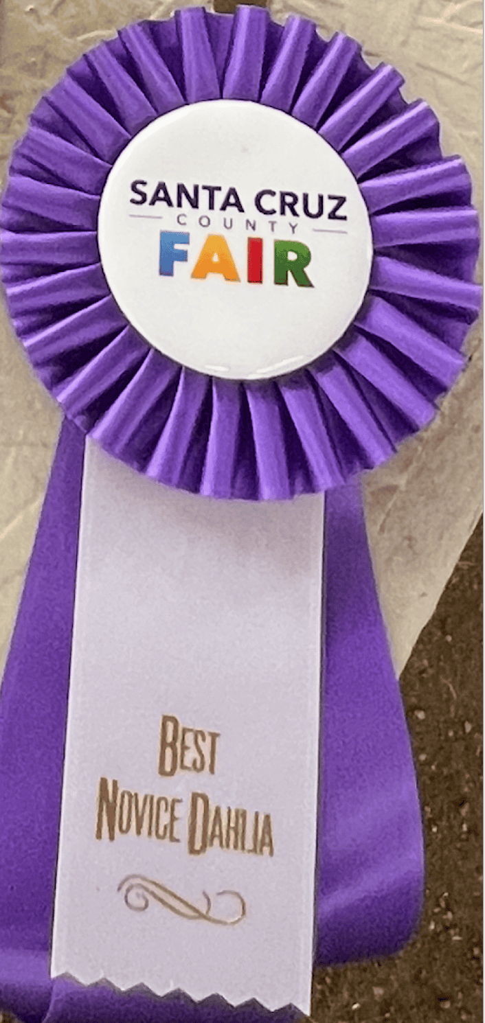Santa Cruz County Fair ribbon for Dynomite Farm