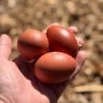 eggs