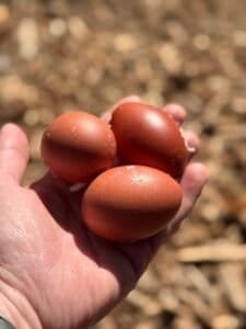 eggs