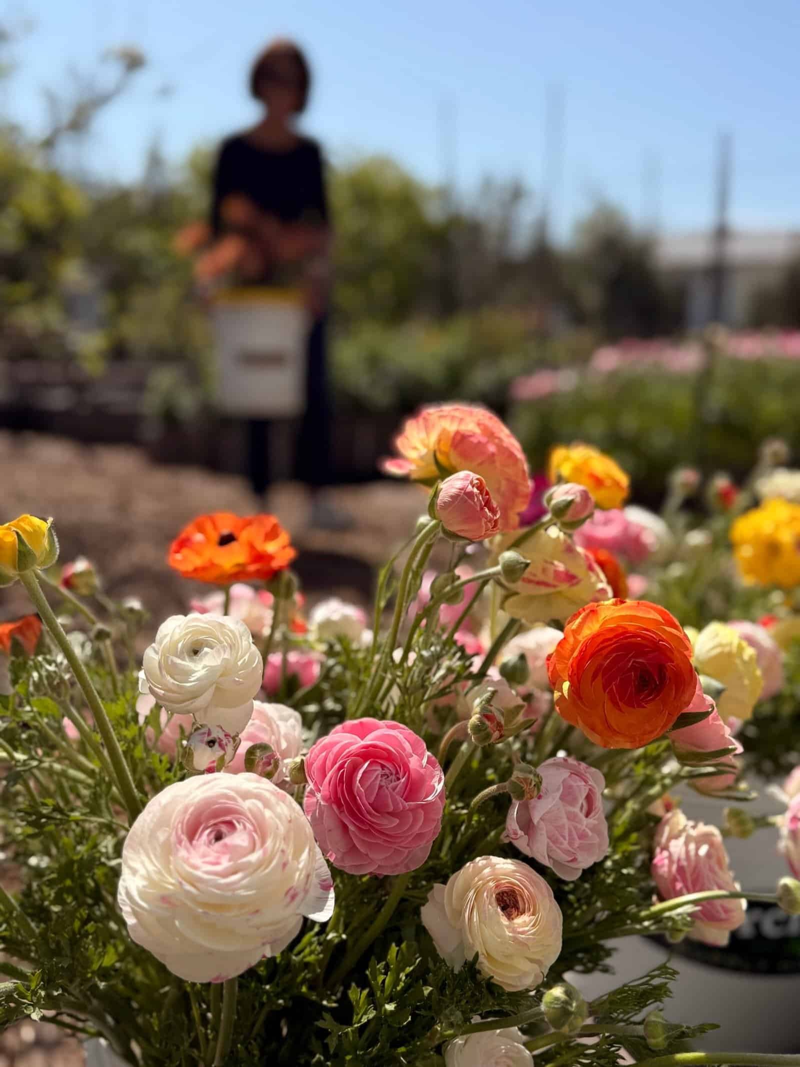 Dynomite Farm ranunculus and dahlias in the field
