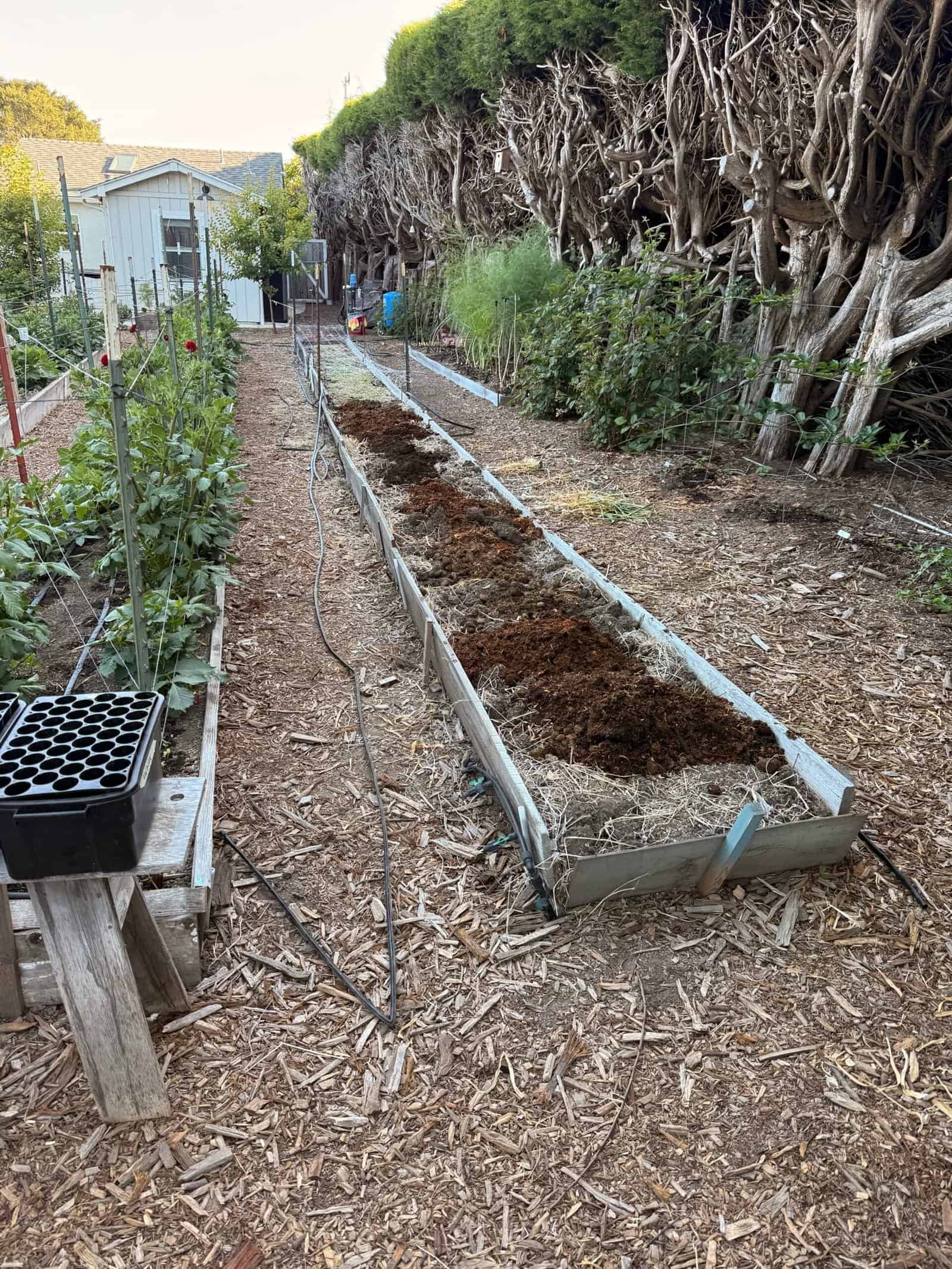 Compost and dahlias at Dynomite Farm