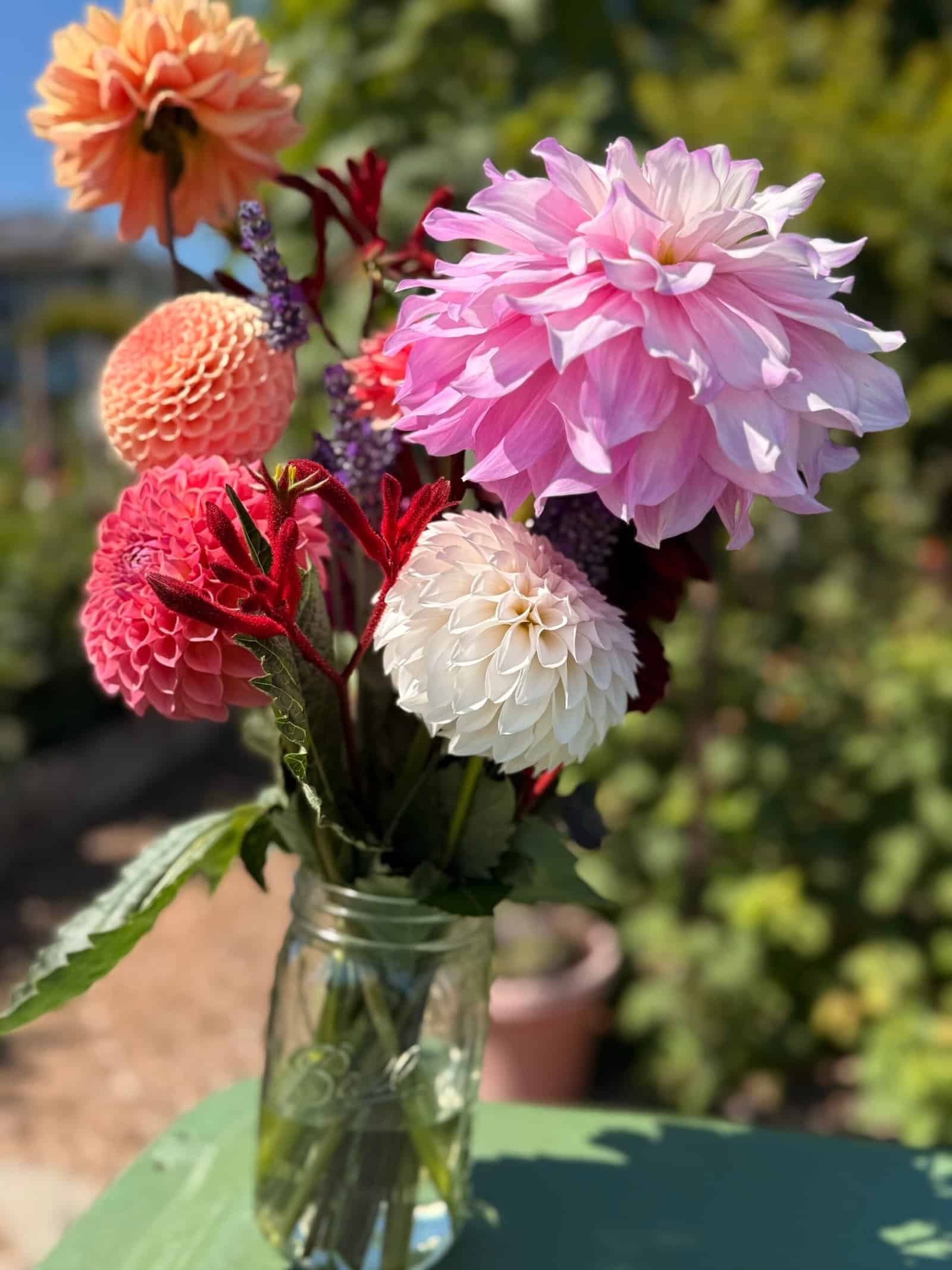 Dynomite Farm bouquet of dahlias