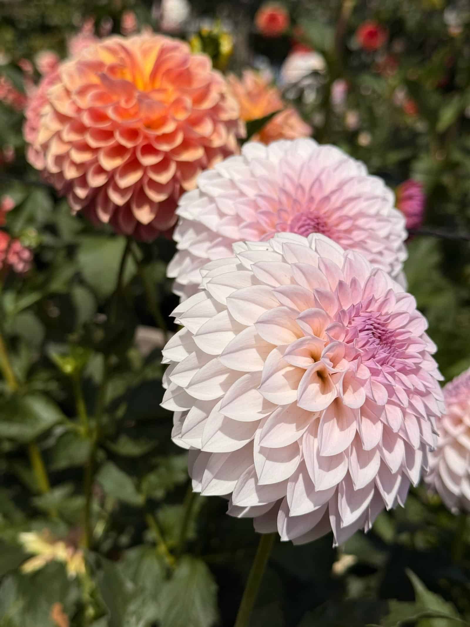 Compost at Dynomite Farm 1