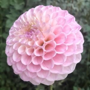 20th Ave Memory Dahlia Tuber