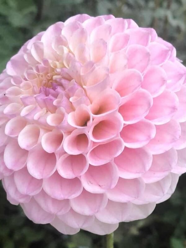 20th Ave Memory Dahlia Tuber