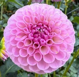 20th Ave Old Major Dahlia Tuber