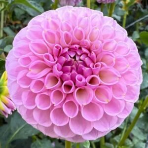 20th Ave Old Major Dahlia Tuber