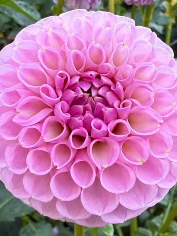 20th Ave Old Major Dahlia Tuber