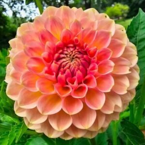 20th Ave Softer Peach Dahlia Tuber