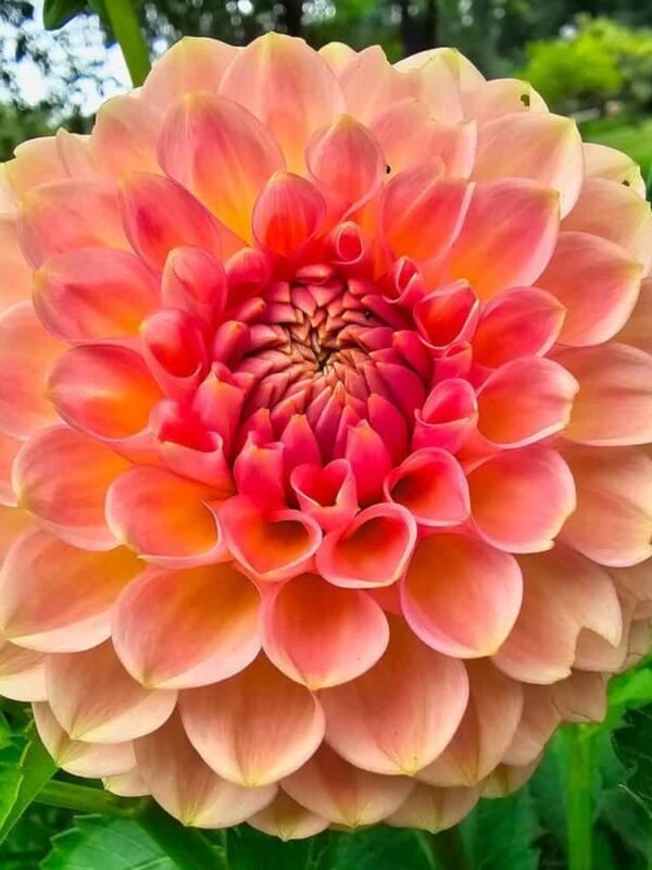 20th Ave Softer Peach Dahlia Tuber