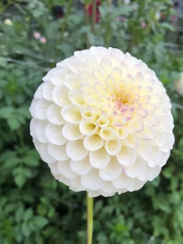 20th Ave. Tradition Dahlia Tuber