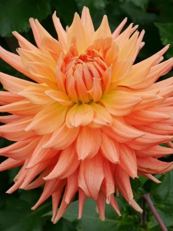 AC Ben Dahlia Tuber