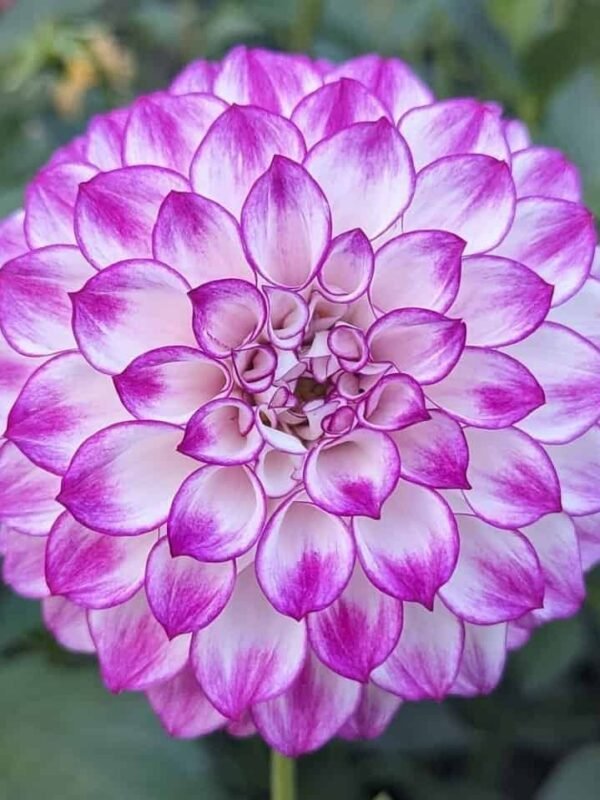 AC Devin Dahlia Tuber