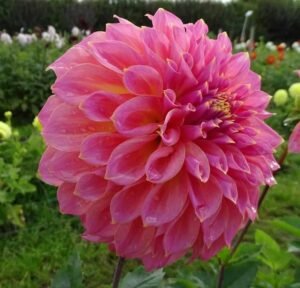 Avoca Amanda Dahlia Tuber