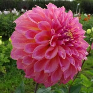Avoca Amanda Dahlia Tuber