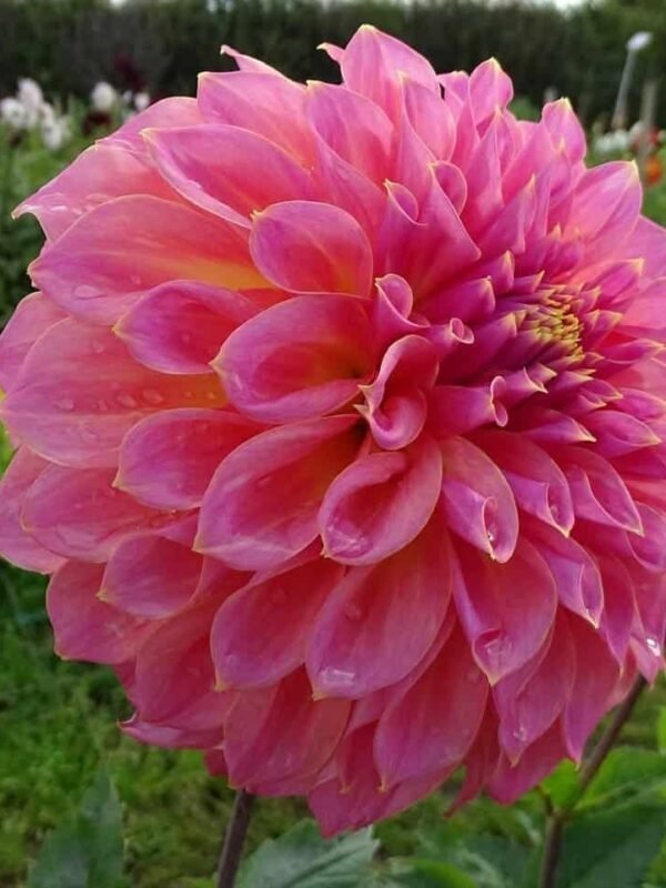 Avoca Amanda Dahlia Tuber