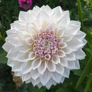 KA's® Bella Luna Dahlia Tuber
