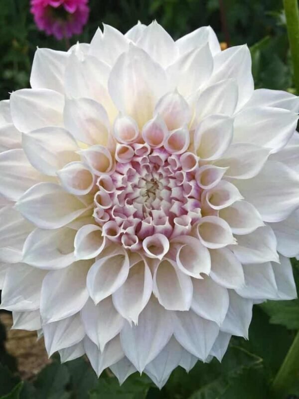 KA's® Bella Luna Dahlia Tuber