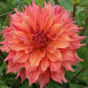 Belle of Barmera Dahlia Tuber