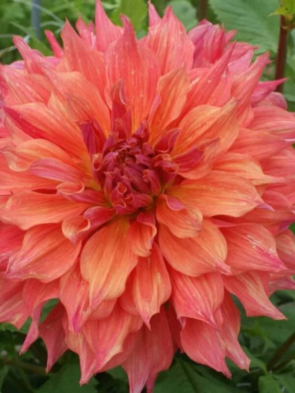 Belle of Barmera Dahlia Tuber