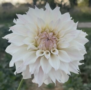 Bloomquist Compare Dahlia Tuber